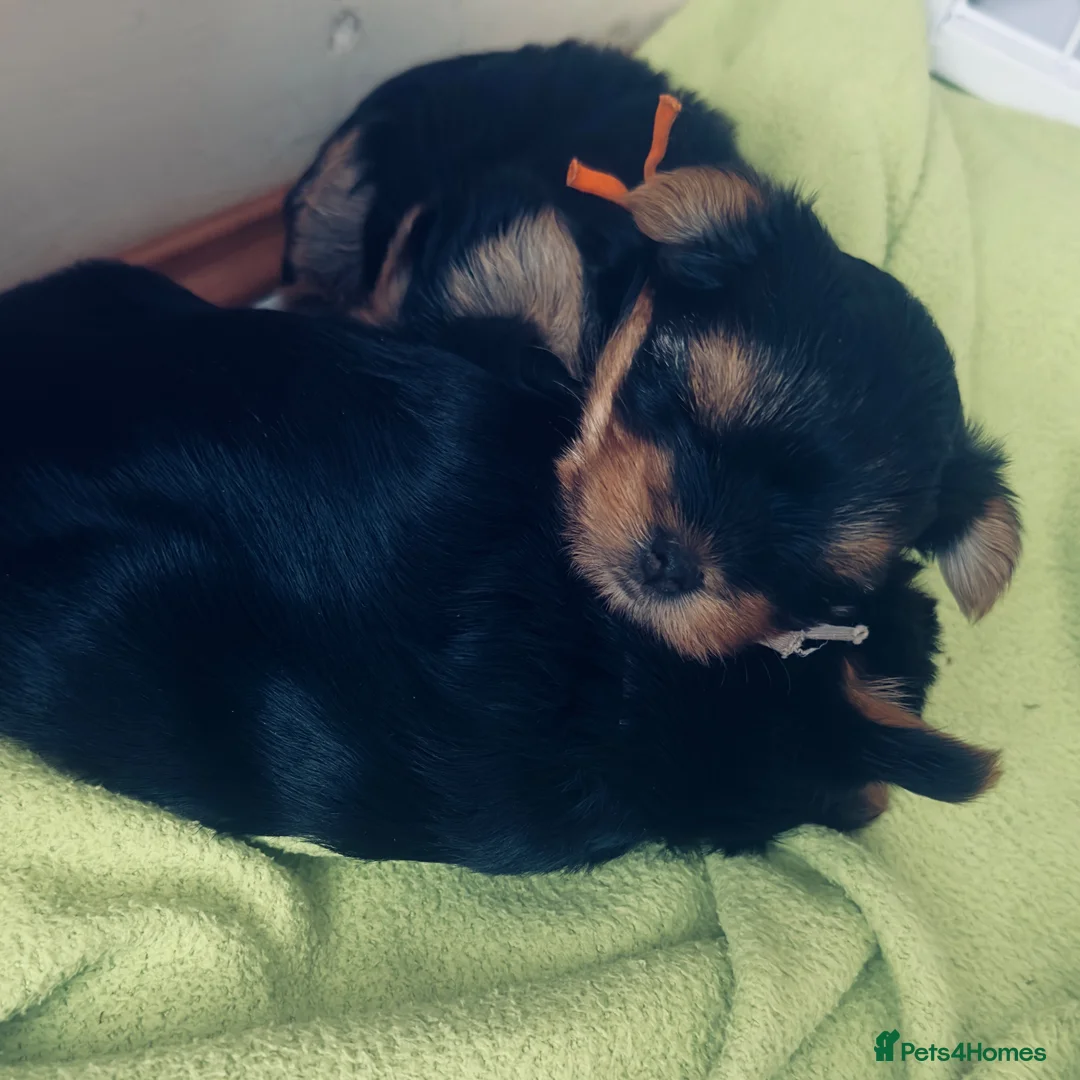 Yorkshire Terrier dogs for sale: 🐾✨  KC Registered Yorkshire Terrier Puppies ✨🐾   - Advert 2