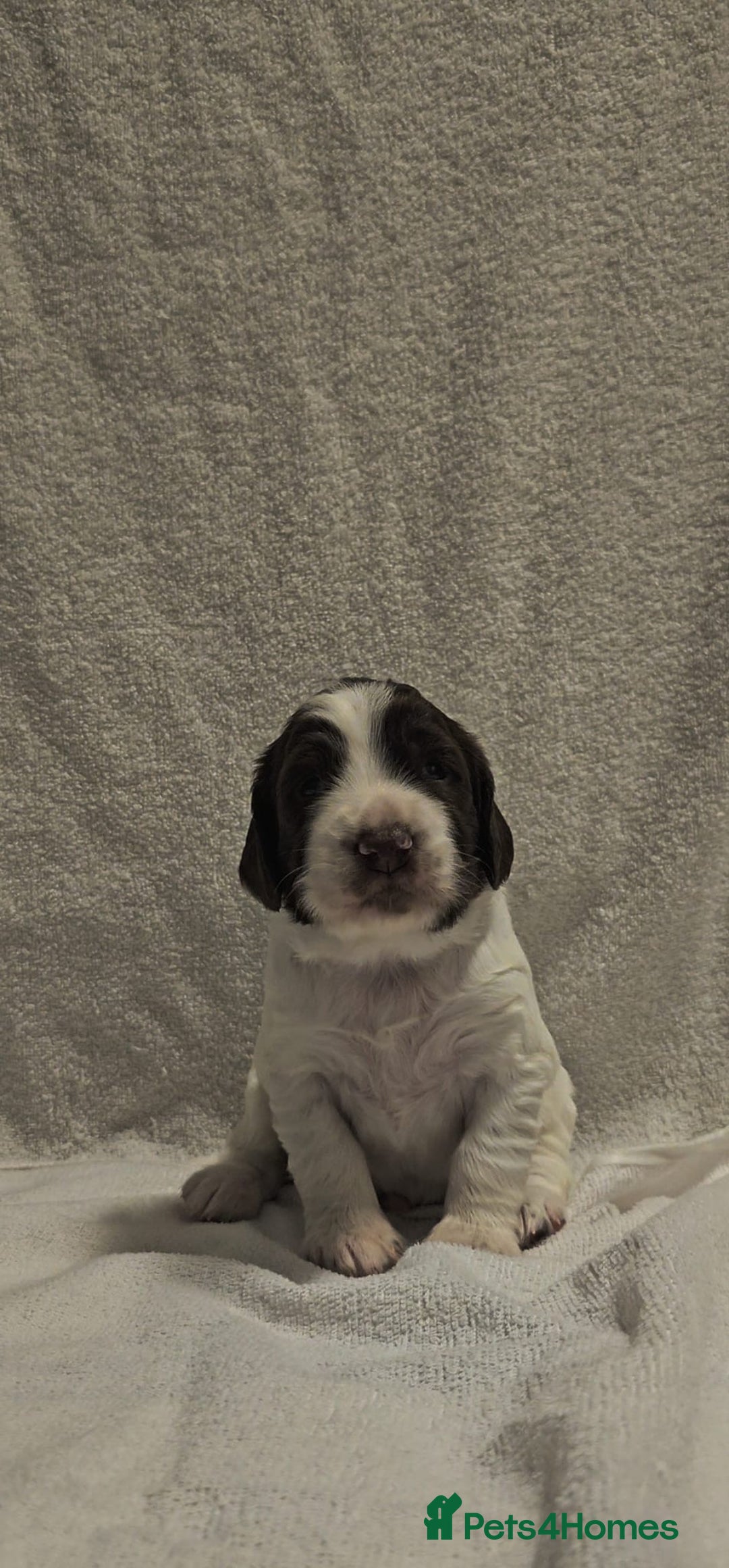 Sprocker dogs for sale: Adorable Sprocker Puppies  - Image 25