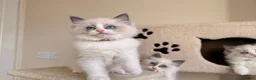 Ragdoll cats for sale: Fluffy Ragdoll Kittens🐾 in Peterborough - Advert 8