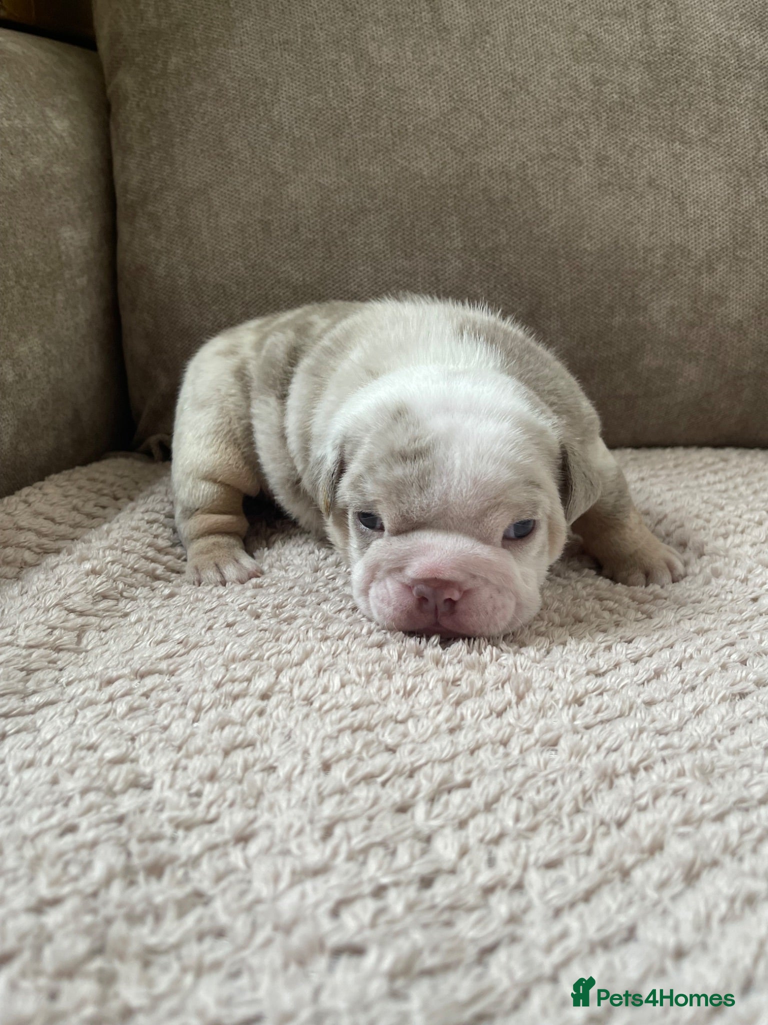 English Bulldog dogs KC reg - Last Fluffy English Bulldog - Male - Advert 2