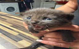 British Shorthair cats for sale: British Shorthair chocolate/grey colours  - Image 33
