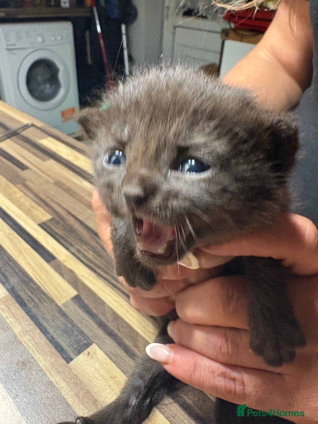 British Shorthair cats for sale: British Shorthair chocolate/grey colours  - Image 33