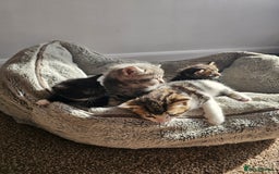 Mixed Breed cats for sale: Tabby mix rangdoll and black - Image 1