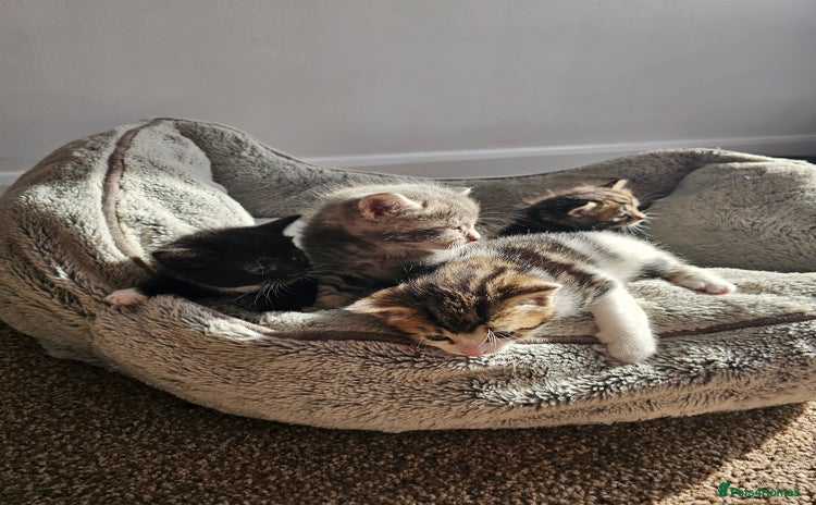 Mixed Breed cats - Advert 9