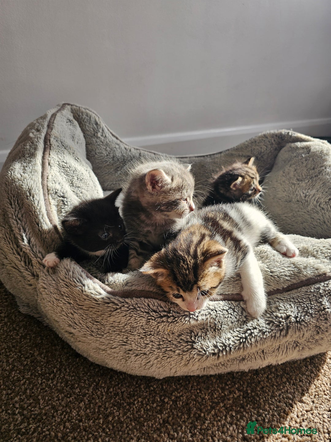 Mixed Breed cats for sale: Tabby mix rangdoll and black - Image 1