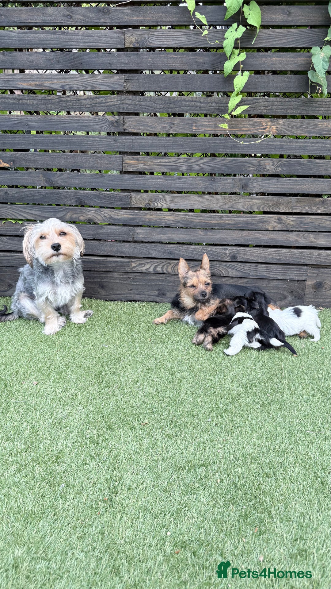 Mixed Breed dogs for sale: 4 gorgeous puppies for sale - Image 12
