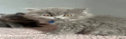 British Shorthair cats for sale: British short /longhair gccf  kittens  - Advert 9