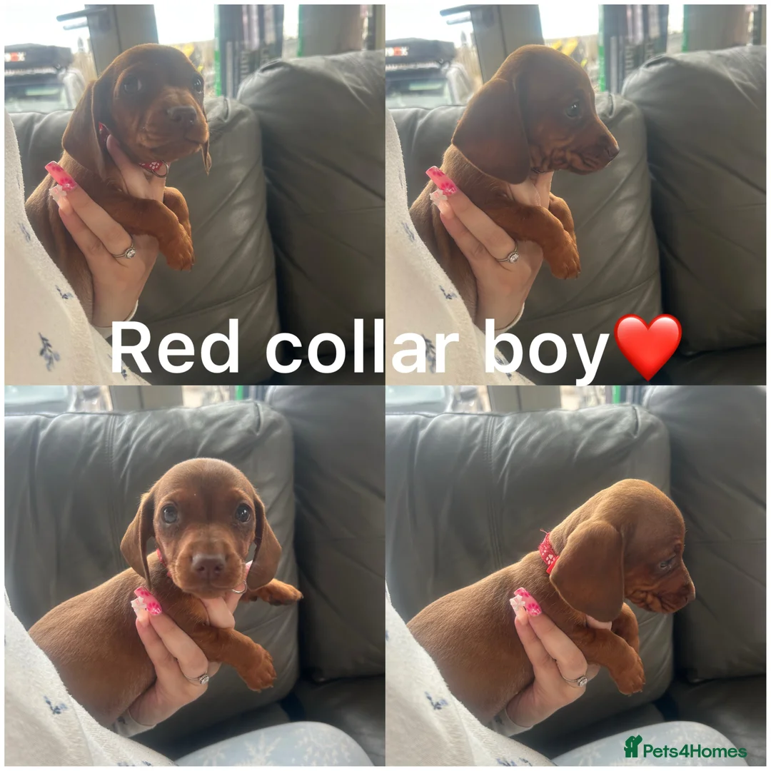 Miniature Dachshund dogs for sale: Miniature dachshund puppies - Advert 2