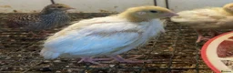 Quail poultry for sale: Japanese & Chinese painted quails  - Advert 4