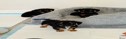 Mixed Breed dogs for sale: miniature dachshunds+French bulldog in Cardiff - Advert 10
