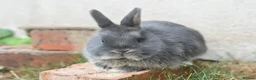 Netherland Dwarf rabbits for sale: ⭐️ Baby rabbits looking for new home ⭐️ - Advert 15