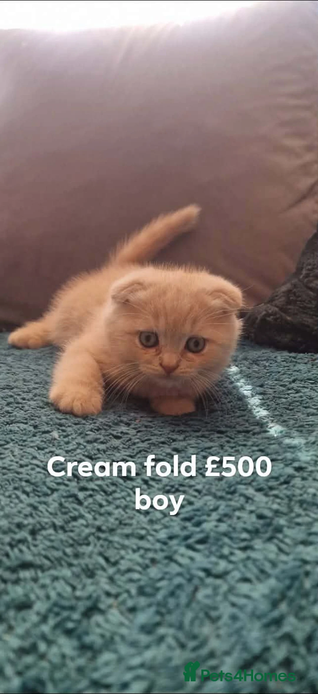 Scottish Fold cats for sale: Scottish fold - Advert 2