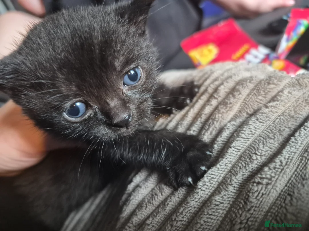 Mixed Breed cats for sale: 2 chonky female fluffballs - Advert 3