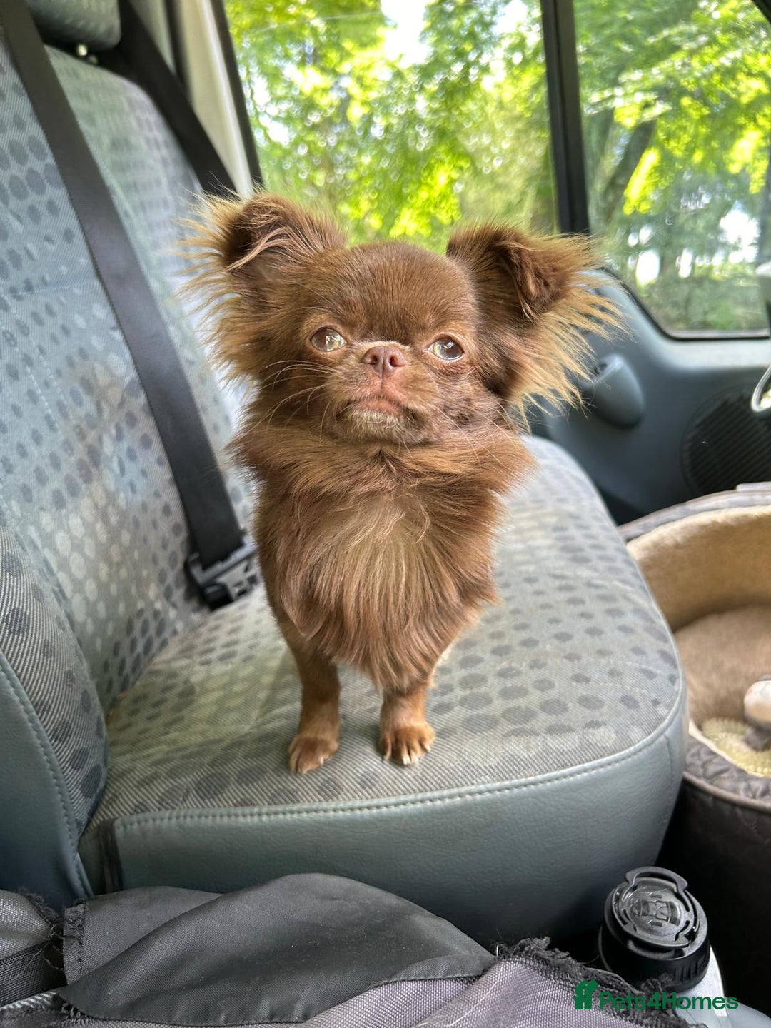 Chihuahua dogs for sale: Russian/Thai Chihuahua  - Advert 4