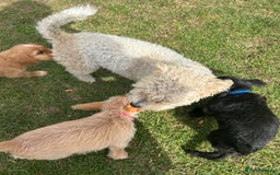 Mixed Breed dogs for sale: Jackapoo spaniel cross - hound puppies  - Image 29