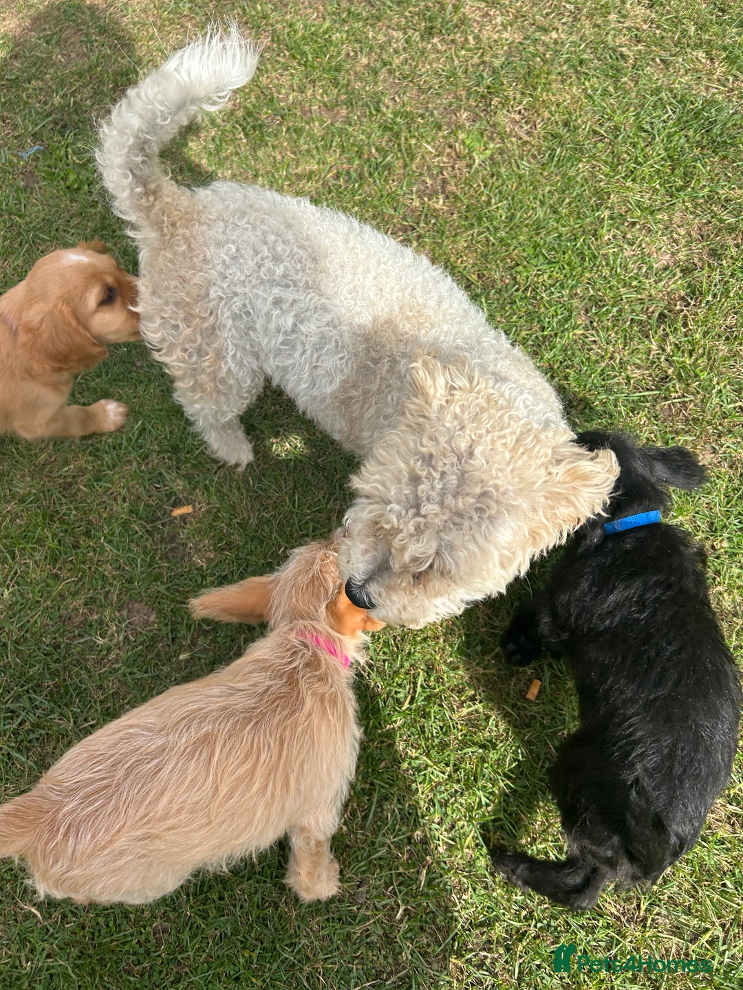 Mixed Breed dogs for sale: Jackapoo spaniel cross - hound puppies  - Image 29