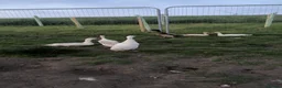Chickens poultry for sale: Hatching Indian Runner Duck Eggs - Advert 3