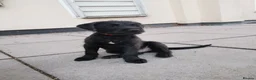Mixed Breed dogs for sale: 7 beautiful staffie x labradoodle puppies for sale - Advert 17