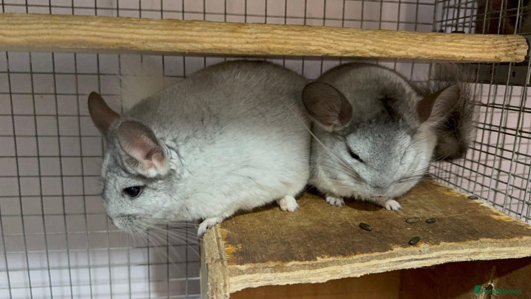 Chinchilla rodents for sale: Chinchillas  - Image 5