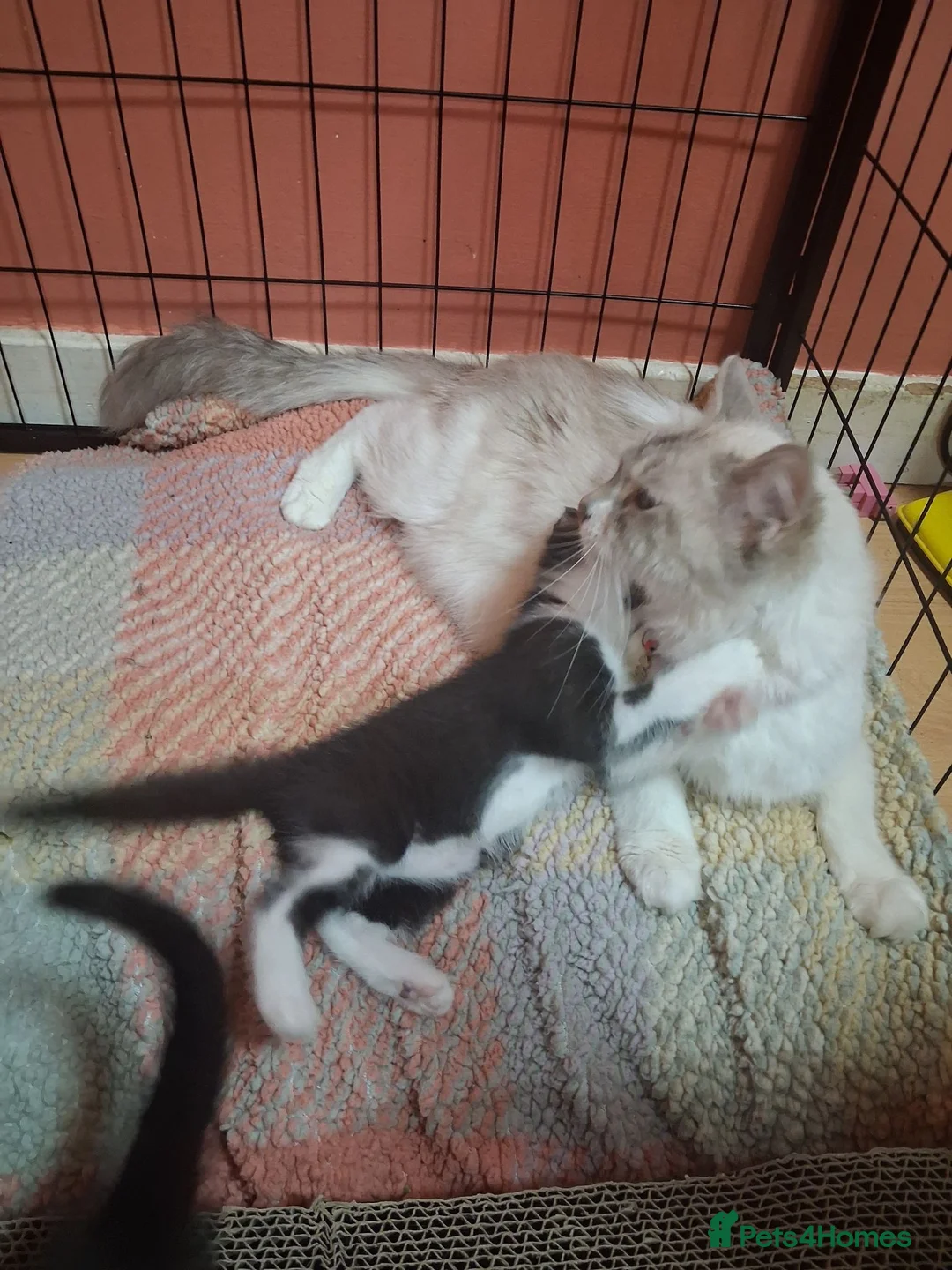 Ragdoll cats for sale: 5 ragdoll cross kittens  - Advert 23