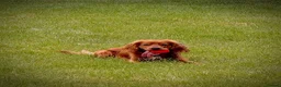 Cocker Spaniel dogs for sale: Beautiful cocker spaniel puppies in Street - Advert 10
