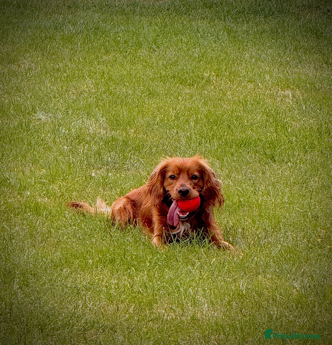 Cocker Spaniel dogs for sale: Beautiful cocker spaniel puppies in Street - Advert 10