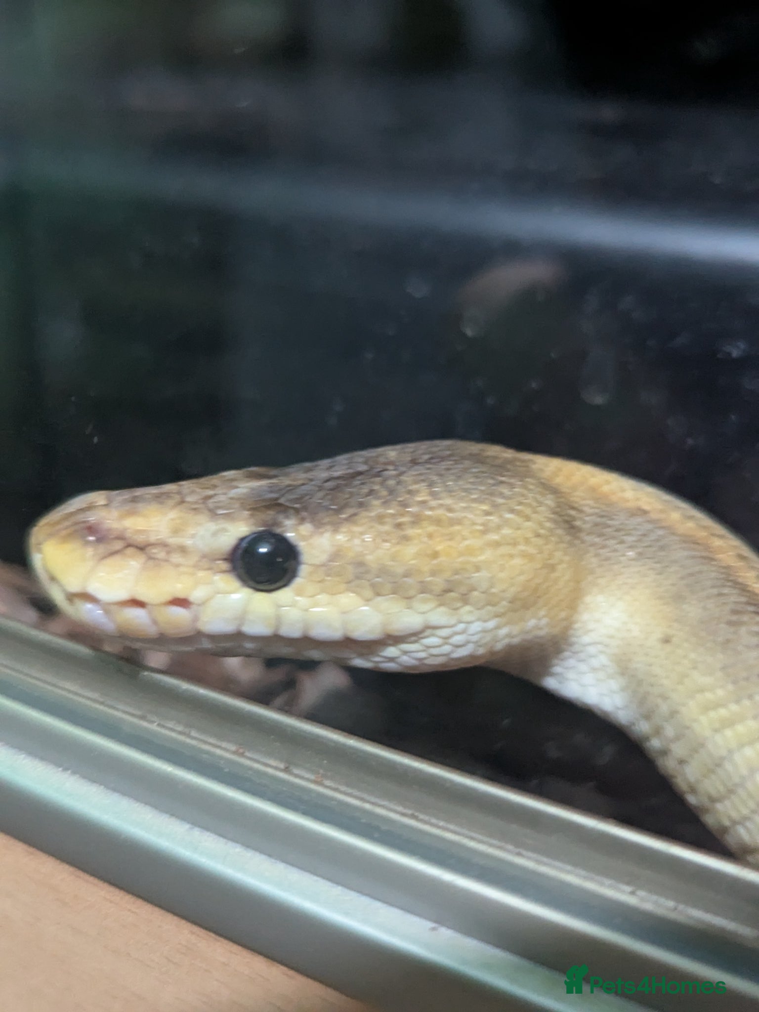 Python Snake reptiles 2 x royal pythons for sale/rehome - Advert 7