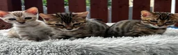 Bengal cats for sale: Bengal - Advert 10