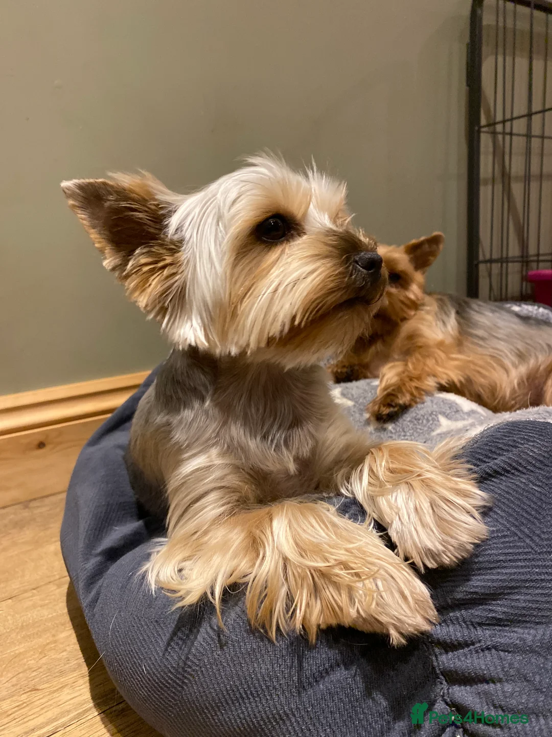 Yorkshire Terrier dogs for sale: KC Reg Female Yorkshire Terrier - Advert 13