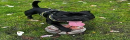 Staffordshire Bull Terrier dogs for stud: Our gorgeous Staffordshire bull terrier Dennis  - Advert 4