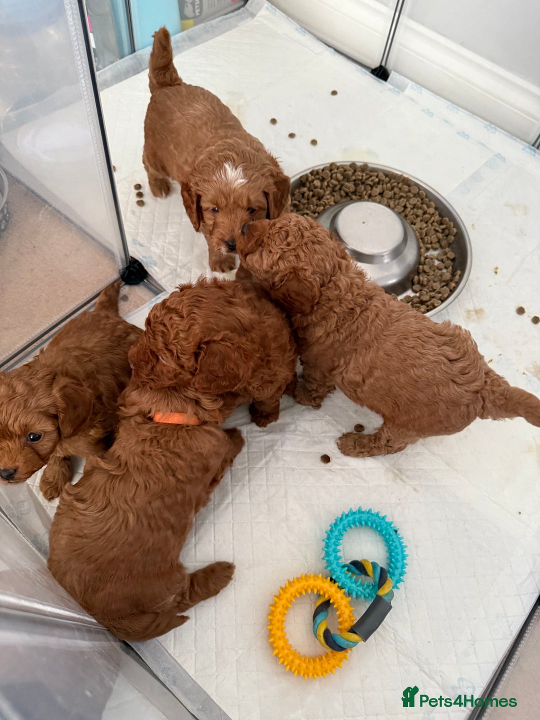 Cockapoo dogs for sale: Championship bloodline F1B toy Cockapoos  - Advert 37