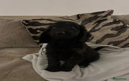 Cockapoo dogs for sale: Adorable F1 cockapoo puppies  - Image 37