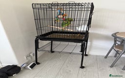 Ringnecks birds for sale: Ring neck parrot in Manchester - Image 2
