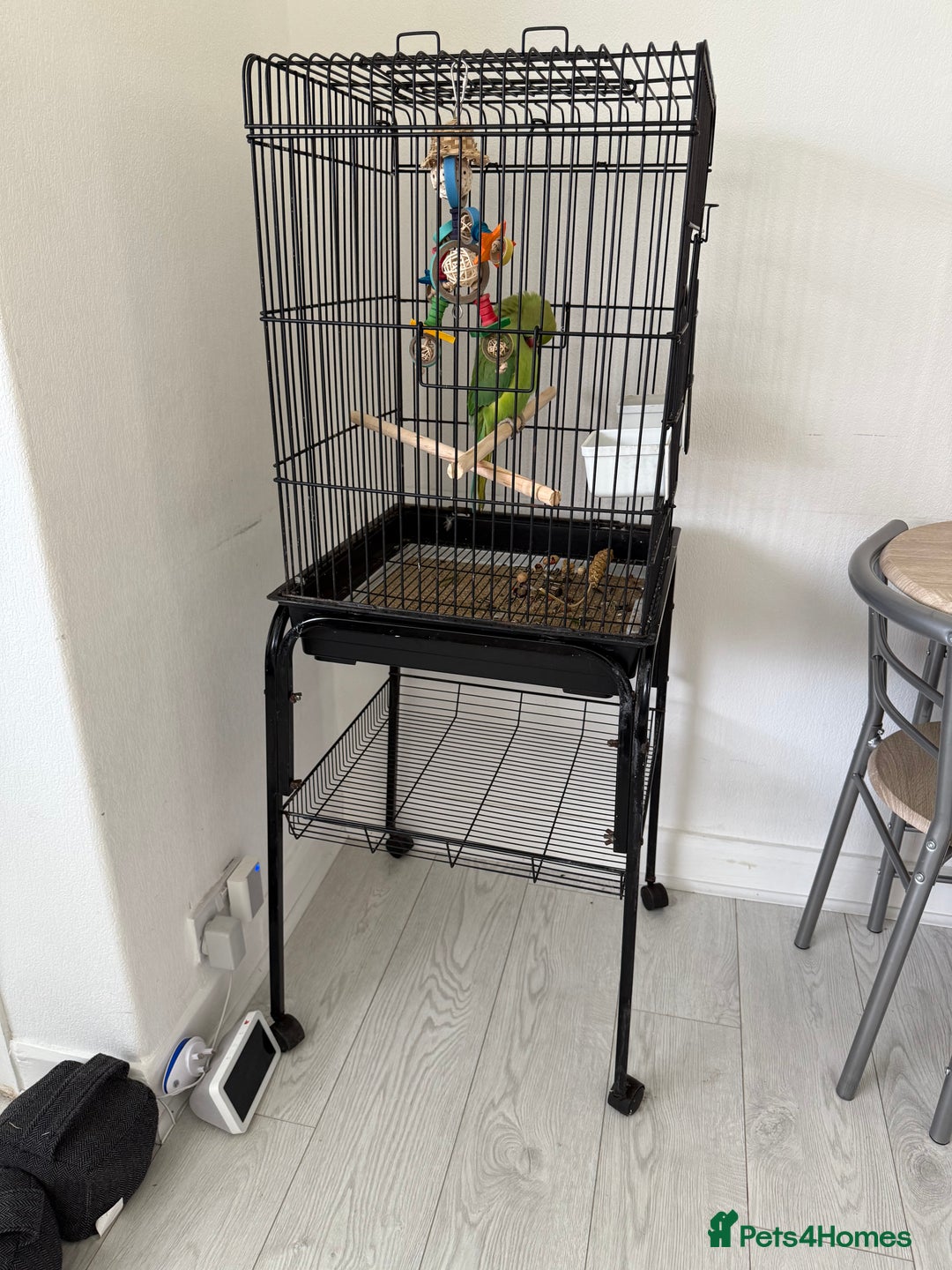Ringnecks birds for sale: Ring neck parrot in Manchester - Image 2