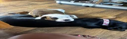 American Bully dogs for sale: Handsome boy  - Advert 8
