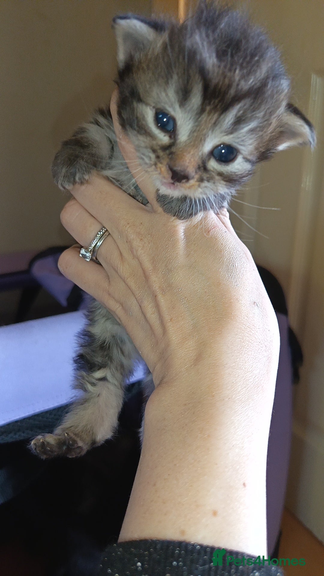 Mixed Breed cats KITTENS NEEDING GENUINE LOVING HOMES - Advert 13