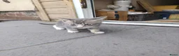Mixed Breed cats for sale: Ready for a new owner. - Advert 12