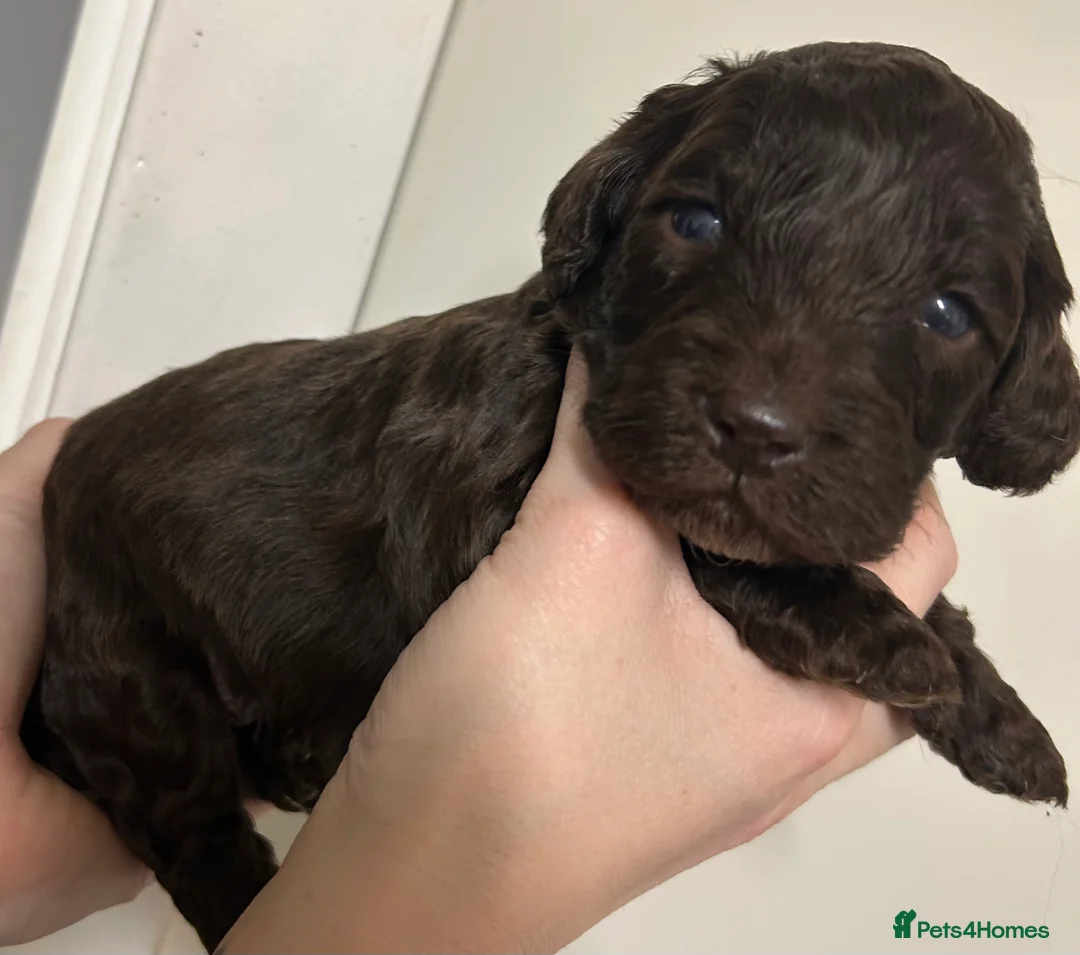 Cockapoo dogs for sale: Beautiful F2 Cockapoo puppies 🏡🐶  - Advert 32