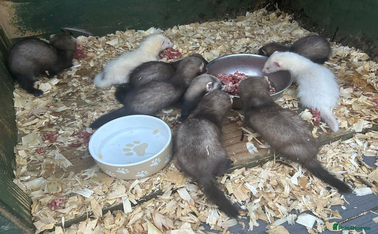 Ferret rodents in Swadlincote - Advert 3