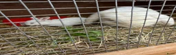 English Lop rabbits for sale: White kits  - Advert 3