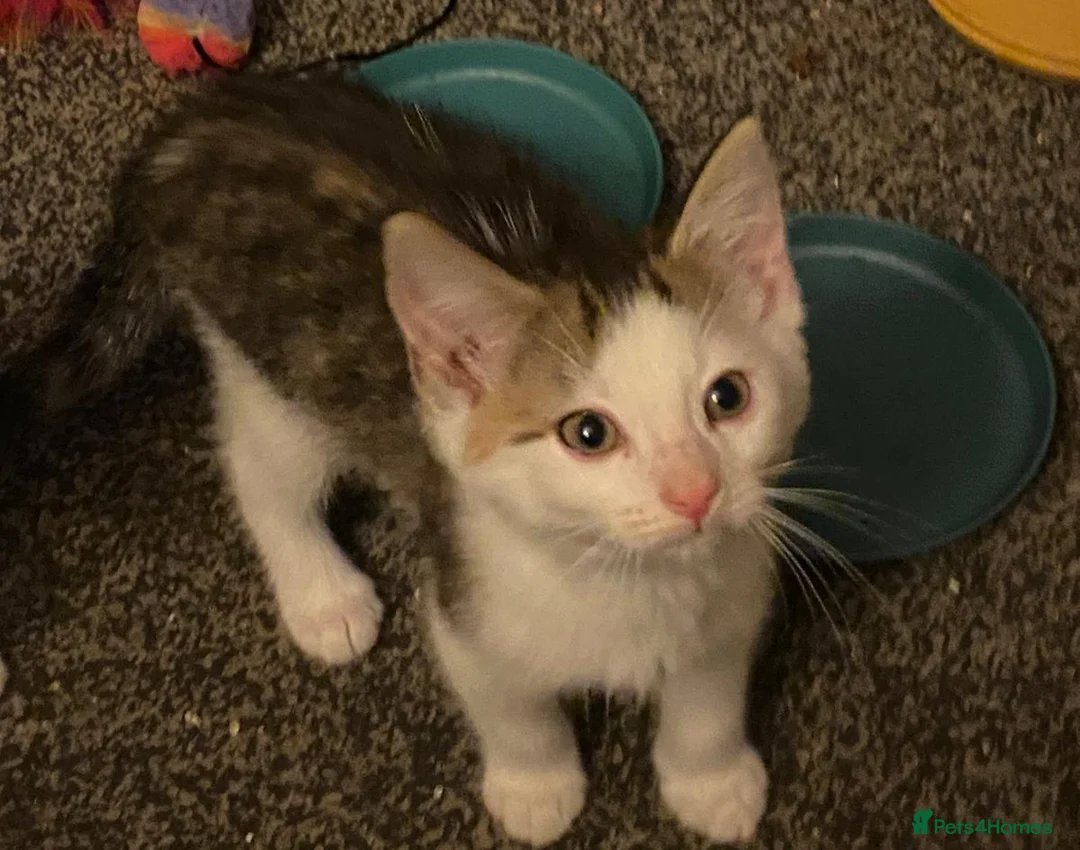 British Shorthair cats for sale: Two dark tabby/ginger longhair kittens  in Nuneaton - Advert 2
