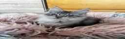 Maine Coon cats for sale: Beautiful Maine coon kittens  - Advert 3
