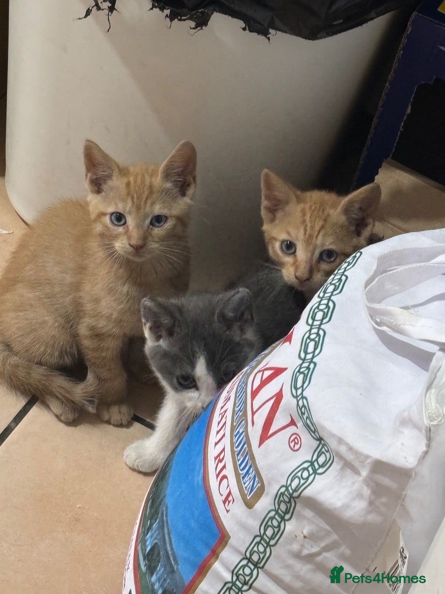 Domestic Shorthair cats 2 ginger 1 grey/white kittens - Advert 1