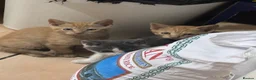 Domestic Shorthair cats for sale: 2 ginger 1 grey/white kittens - Advert 1