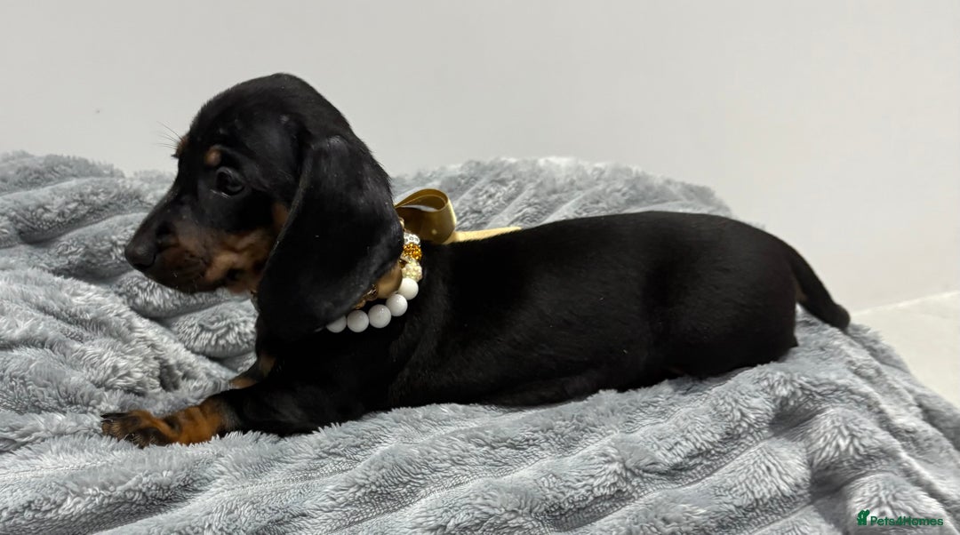 Miniature Dachshund dogs for sale: Gorgeous Miniature Dachshunds - Advert 11