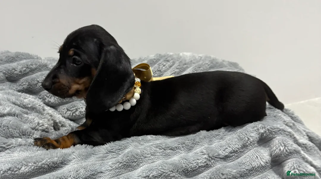 Miniature Dachshund dogs for sale: 💙One Boy ❤️One Girl Remaining Black & Tan  - Advert 11