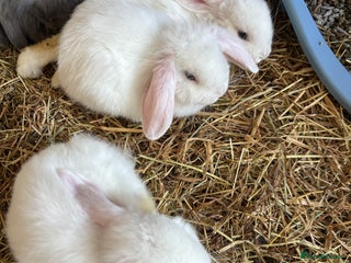 Dwarf Lop rabbits - Advert 2