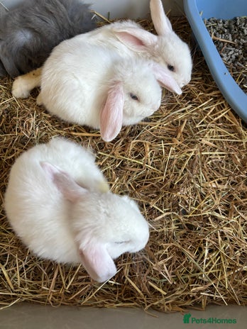 Dwarf Lop rabbits - Advert 3