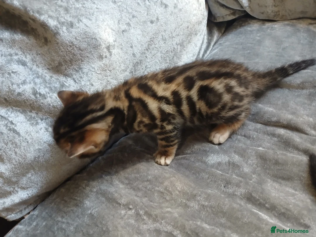 Bengal cats for sale: Pure baby Bengals 🐈😻 - Advert 2