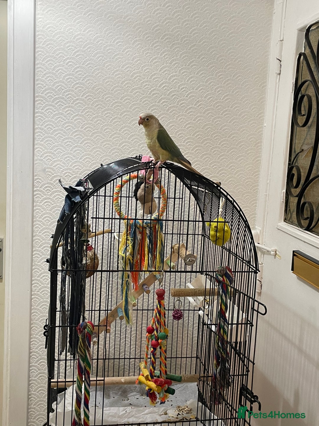 Conures birds for sale: 100% Silly tame conure  - Advert 5